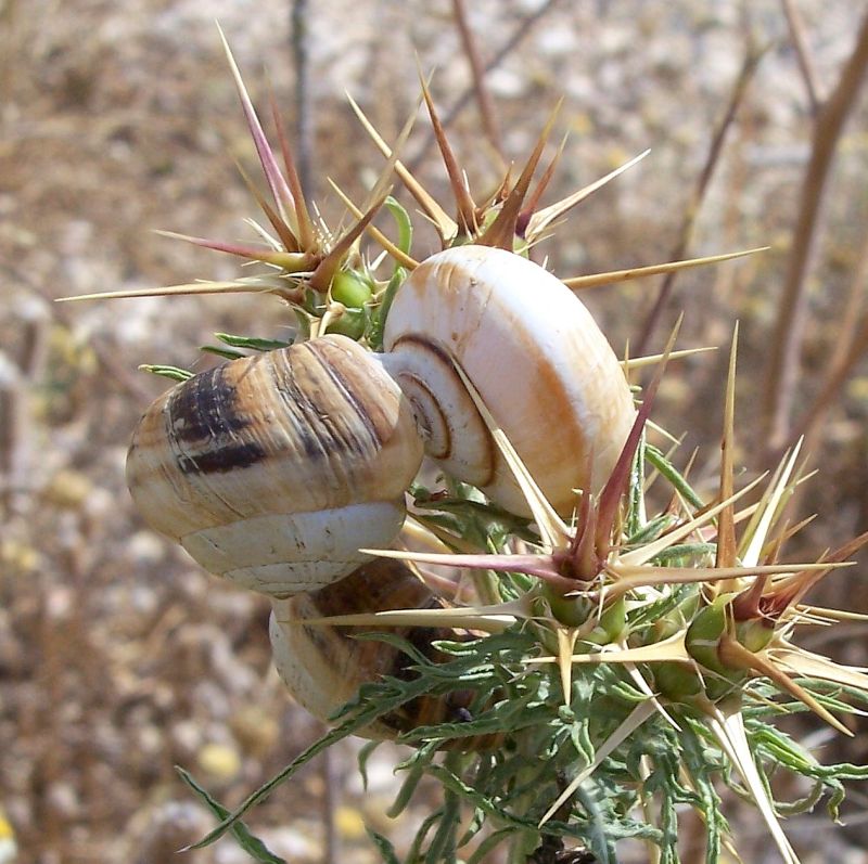 Gasteropodi da identificare